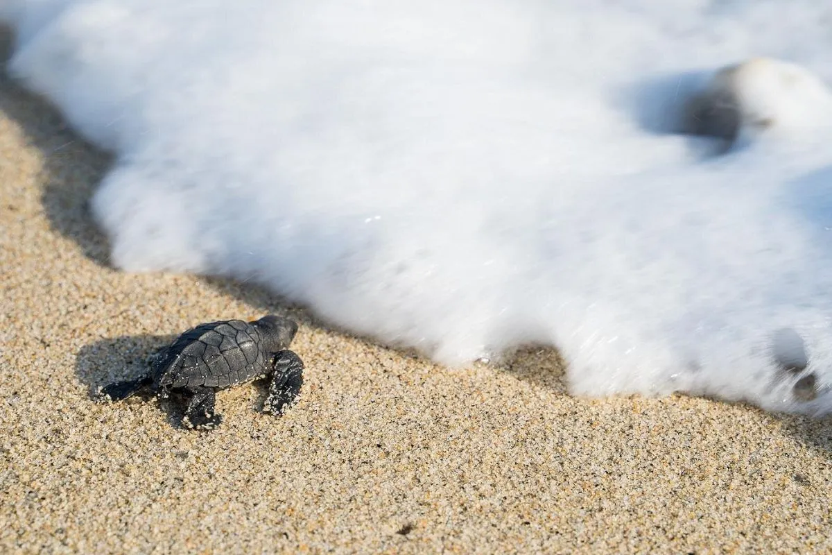 Sea Turtle Release Tour
